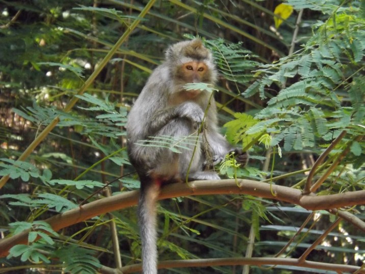 monyet tahura pagi hari